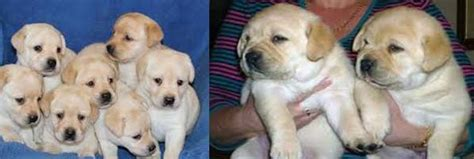 labrador retriever price in bangalore