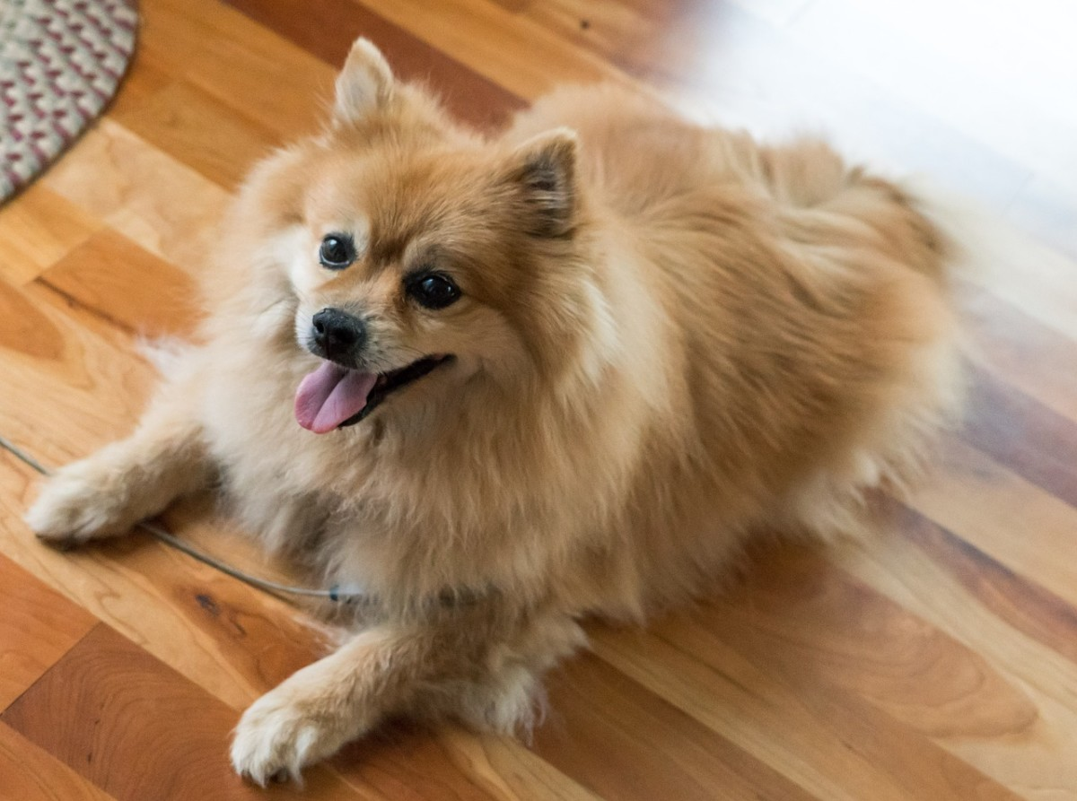 german shepherd and pomeranian cross