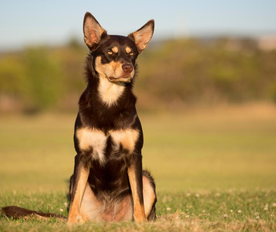 kelpie cross border collie lifespan