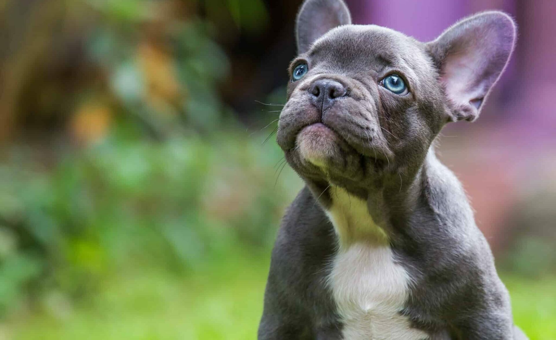 merle french bulldog price what drives the cost