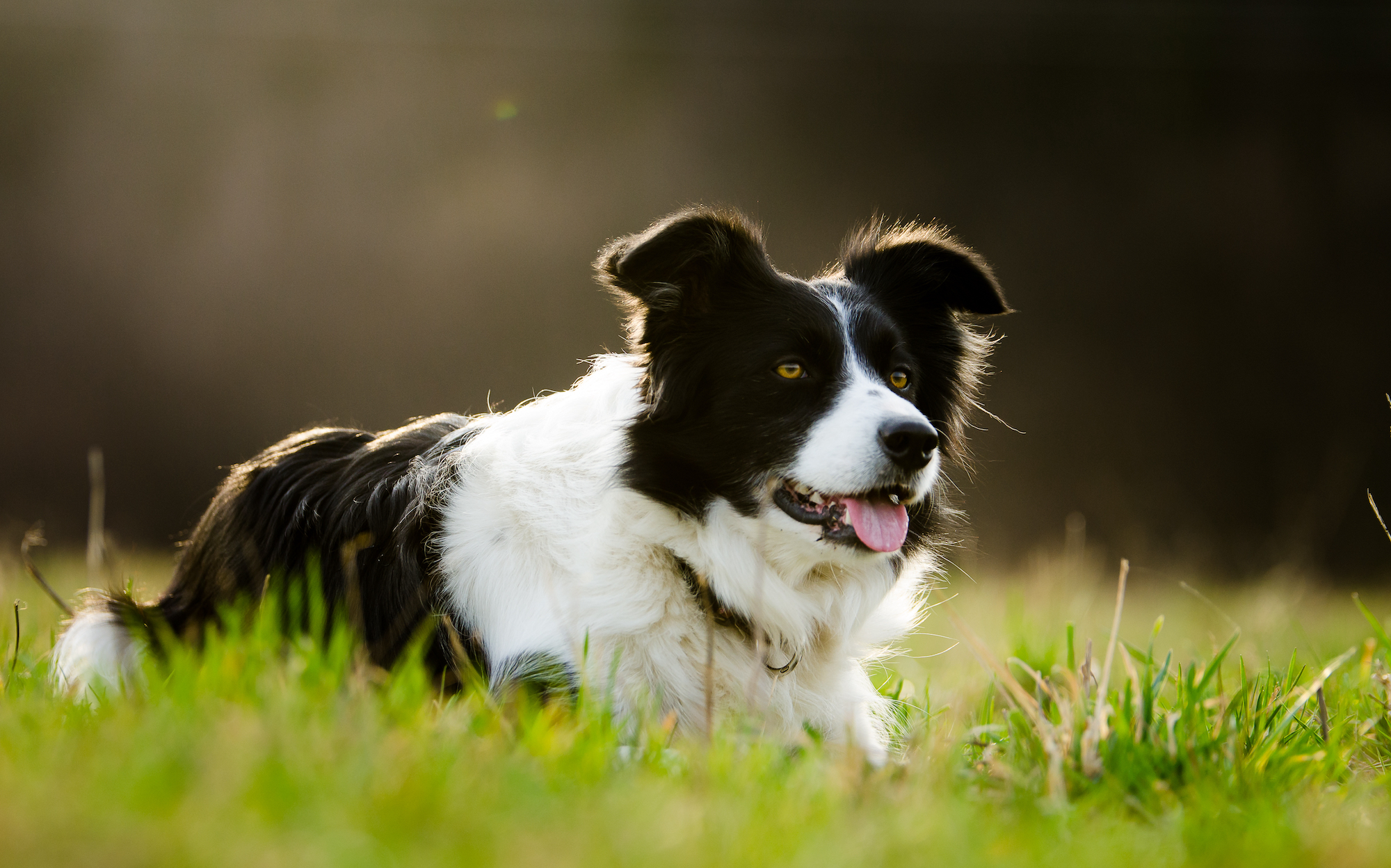 arizona border collie rescue facebook