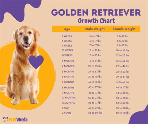 Chart showing Golden Retriever puppy weight progression from 1 to 24 months for both males and females