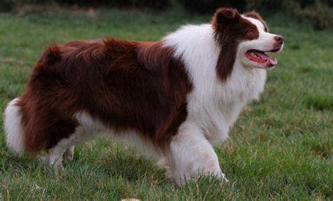 can a border collie be a police dog