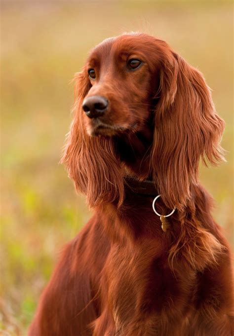 Irish Setter