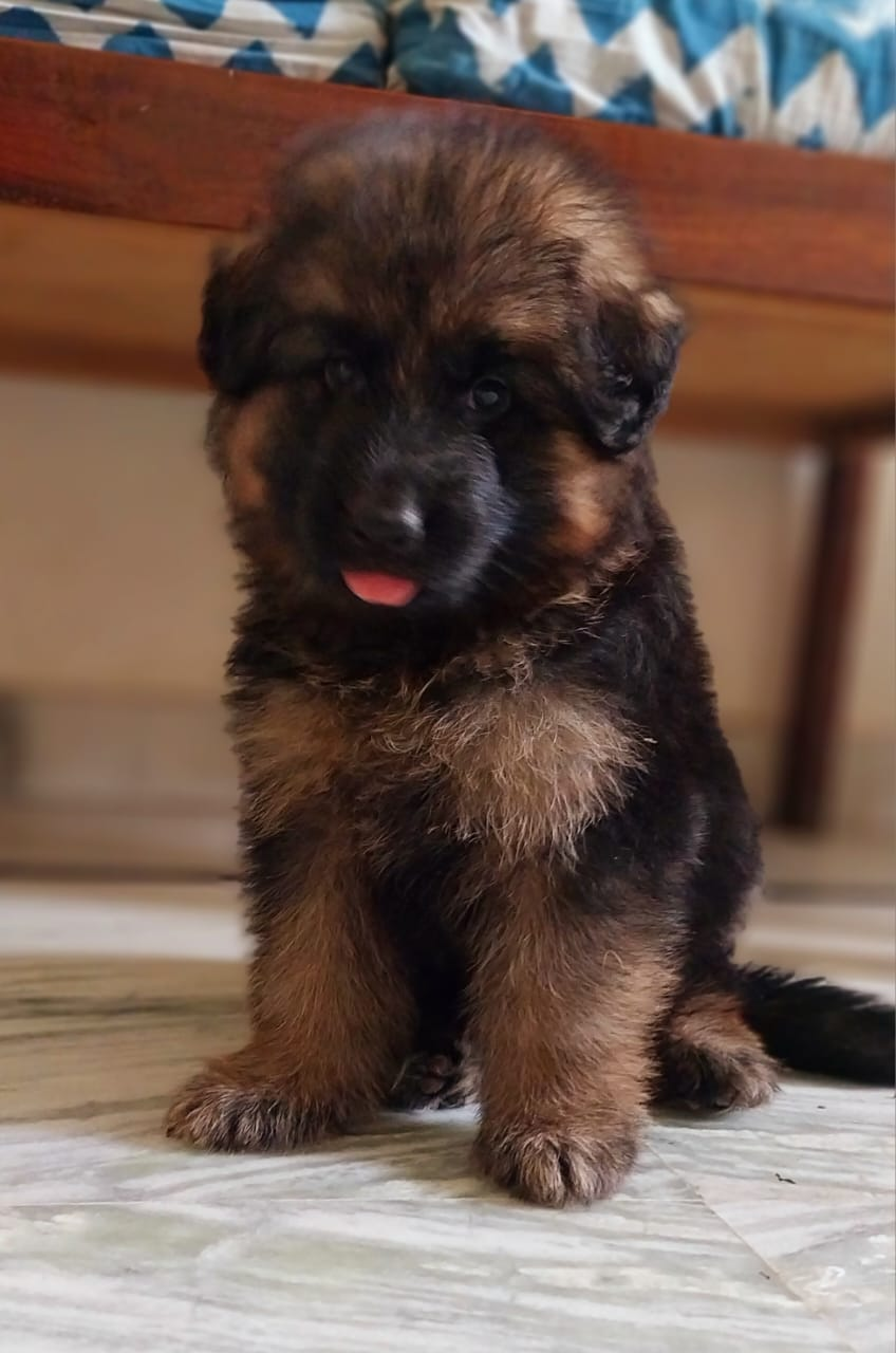 long coat german shepherd puppy price in india