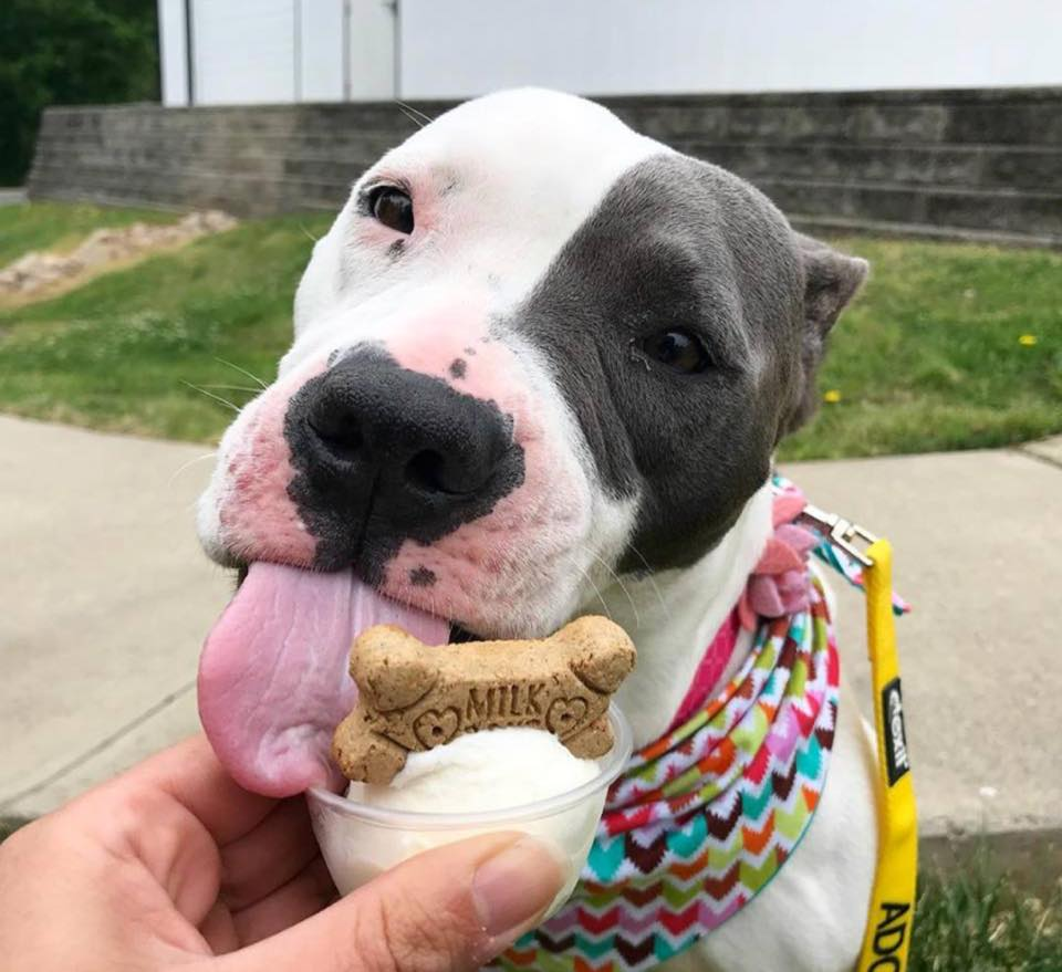 pitbull dog named cupcake