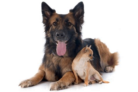 A small Chihuahua and a large German Shepherd sitting side by side, demonstrating that these breeds can get along