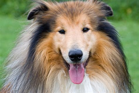 Collie