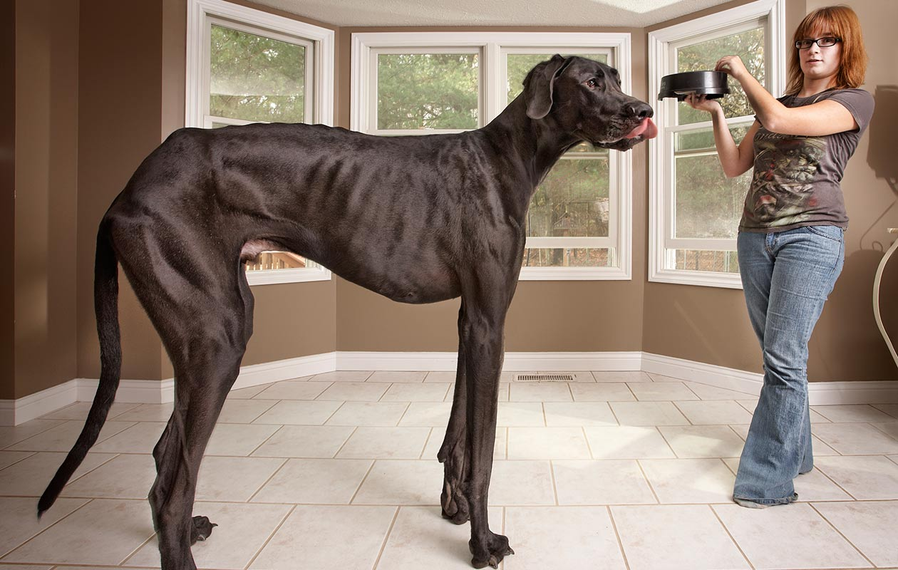 zeus the tallest dog in the world